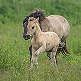 Konik horses